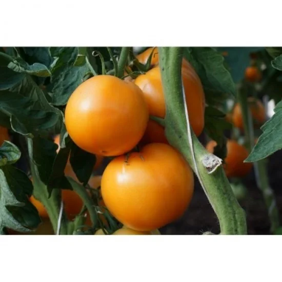 СОРТОВИ СЕМЕНА ДОМАТИ ЖЪЛТИ