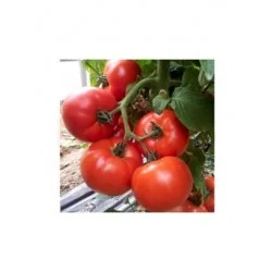 СОРТОВИ СЕМЕНА ДОМАТИ МИЛЯНА 