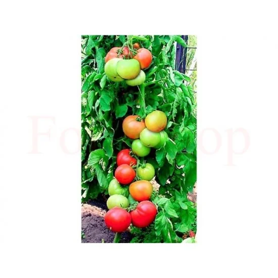 СОРТОВИ СЕМЕНА ДОМАТИ ПАУЛИНА