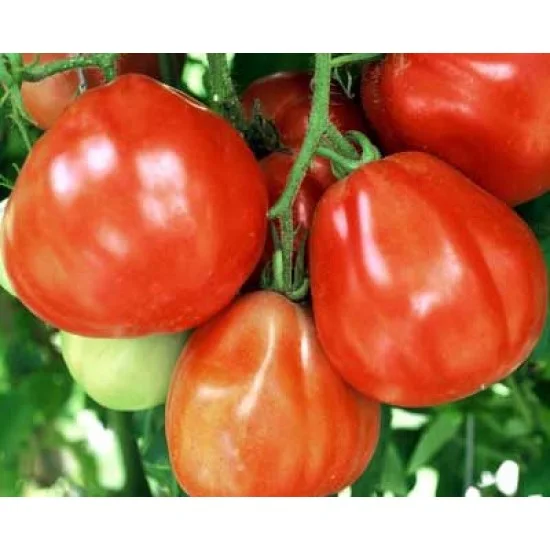 СОРТОВИ СЕМЕНА ДОМАТИ РЕД ПЕЪР