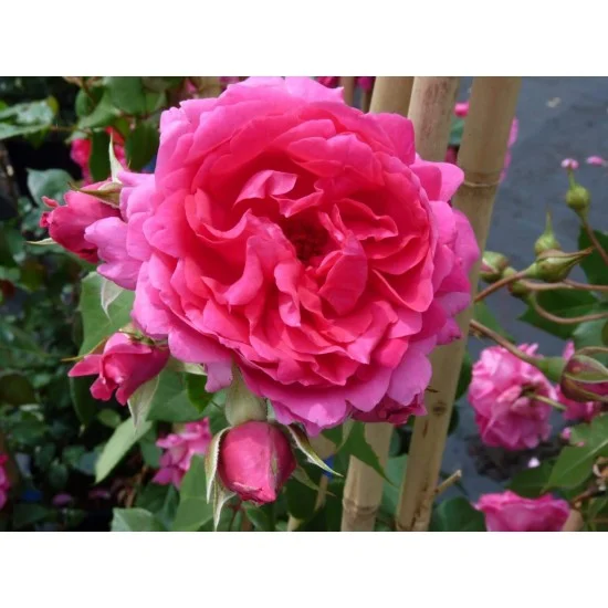 РОЗА УВИВНА ЦИКЛАМЕНА