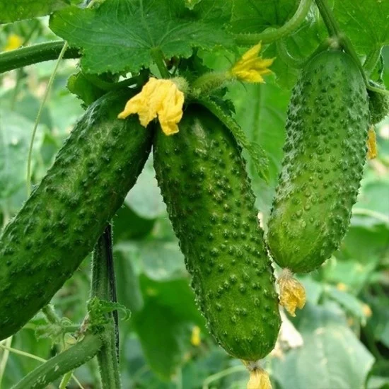 СОРТОВИ СЕМЕНА КРАСТАВИЦИ ПАРИЖКИ КОРНИШОНИ