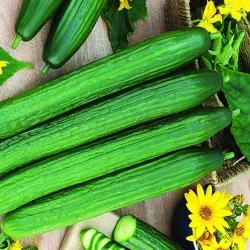 СОРТОВИ СЕМЕНА КРАСТАВИЦИ ГЕРГАНА