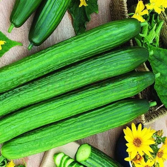 СОРТОВИ СЕМЕНА КРАСТАВИЦИ ГЕРГАНА