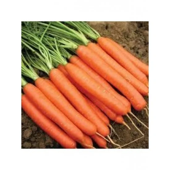 СОРТОВИ СЕМЕНА МОРКОВИ НАНТСКИ