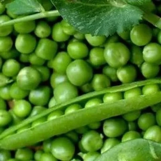 СОРТОВИ СЕМЕНА ГРАХ МАНУЕЛА