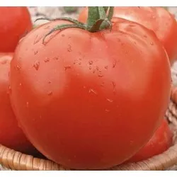 СОРТОВИ СЕМЕНА ДОМАТИ АЧИ