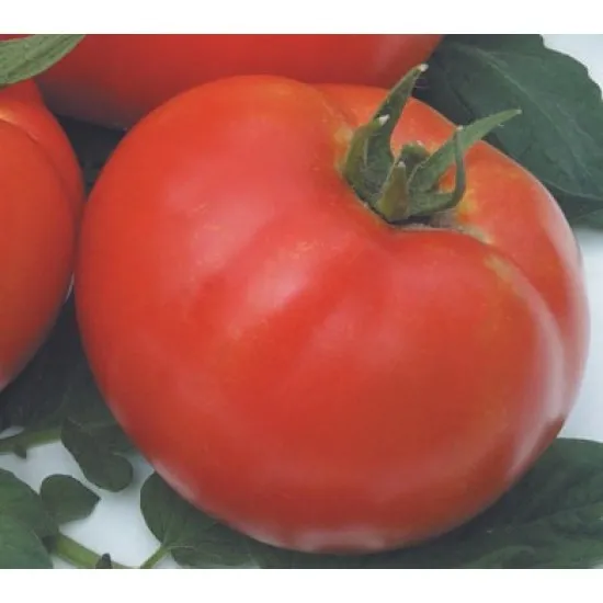 СОРТОВИ СЕМЕНА ДОМАТИ РИЛА