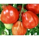 СОРТОВИ СЕМЕНА ДОМАТИ РЕД ПЕЪР