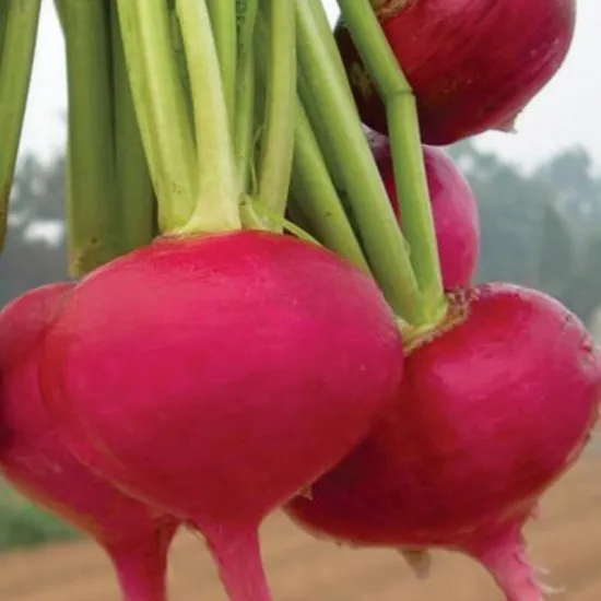 СОРТОВИ СЕМЕНА РЯПА ЧЕРВЕНА КРЪГЛА ЗИМНА