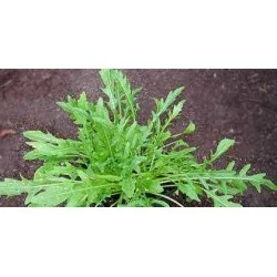 СОРТОВИ СЕМЕНА РУКОЛА СЕЛВАТИКА