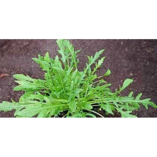 СОРТОВИ СЕМЕНА РУКОЛА СЕЛВАТИКА