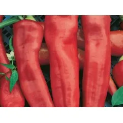 СОРТОВИ СЕМЕНА ПИПЕР БИВ. РОГ ЧЕРВЕН