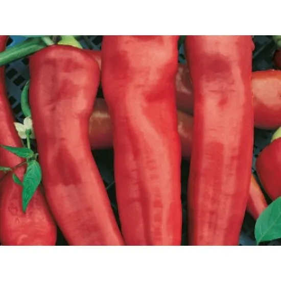 СОРТОВИ СЕМЕНА ПИПЕР БИВ. РОГ ЧЕРВЕН